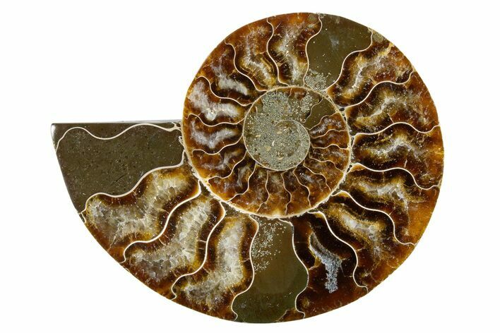 Cut & Polished Ammonite Fossil (Half) - Madagascar #346000